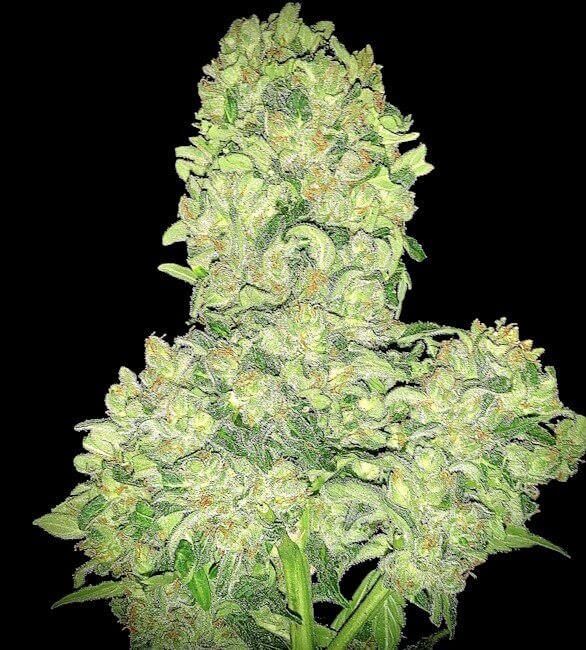 Close-up of a cannabis plant bud on a black background