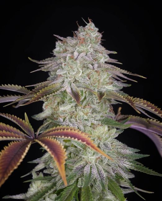 Close-up of a cannabis plant with a dark background