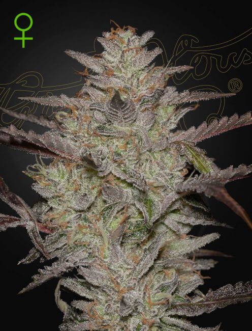 Close-up of a cannabis plant bud with a dark background
