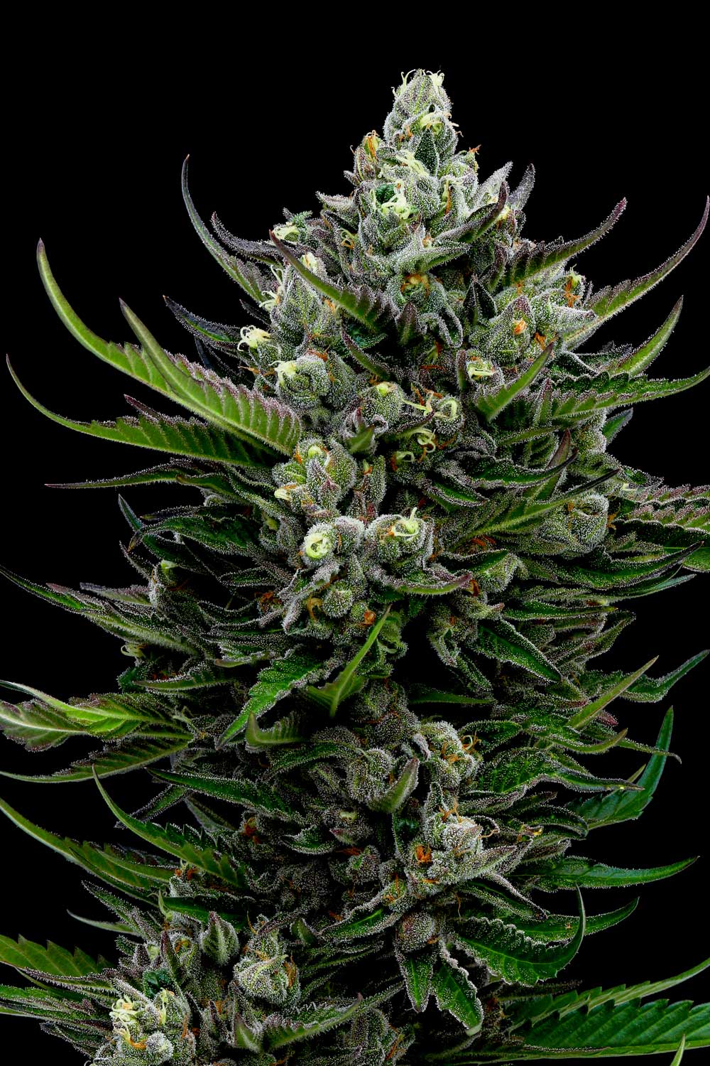 Close-up of a cannabis plant with dark green leaves and visible buds on a black background