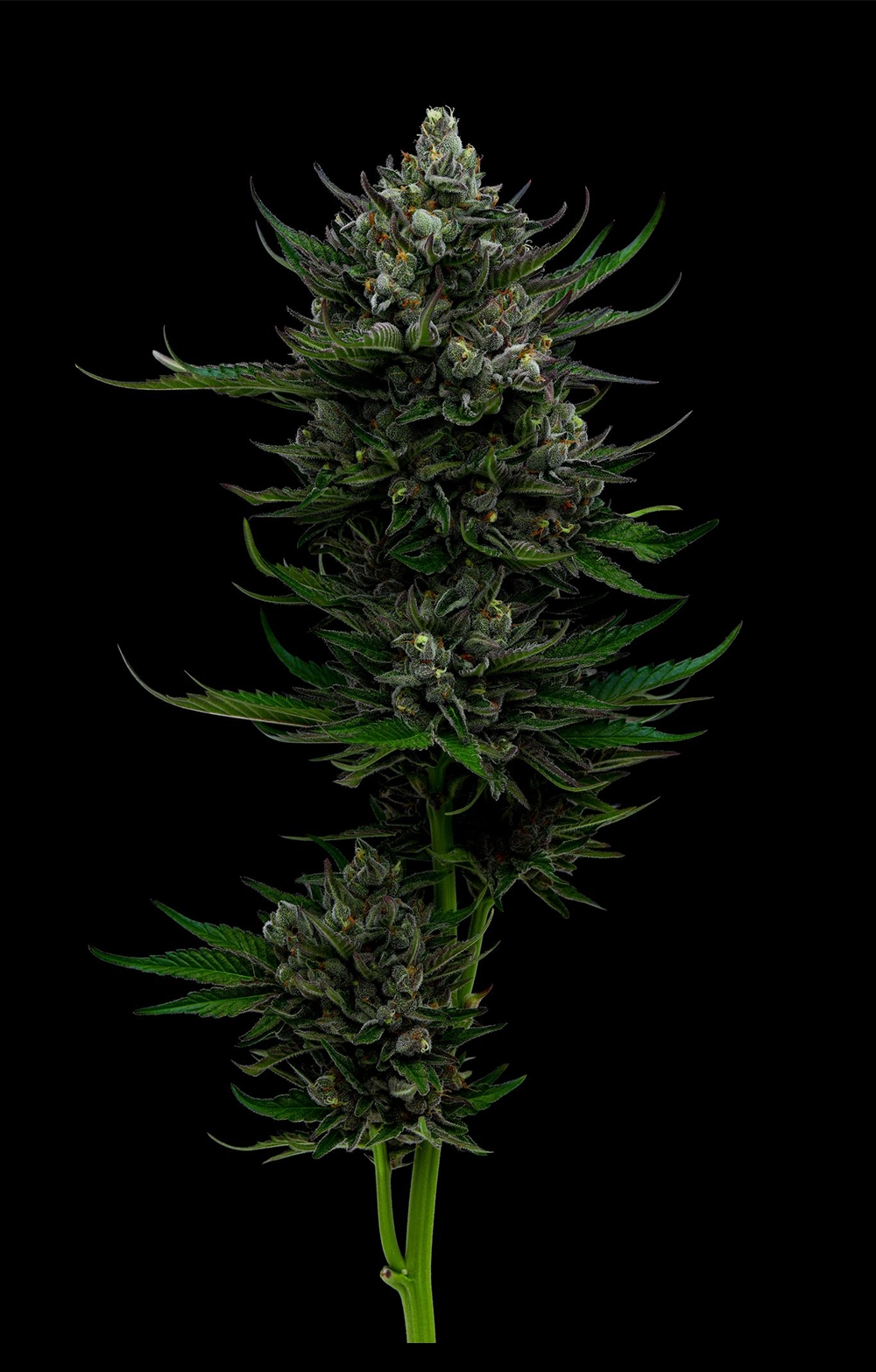 Cannabis plant on a black background
