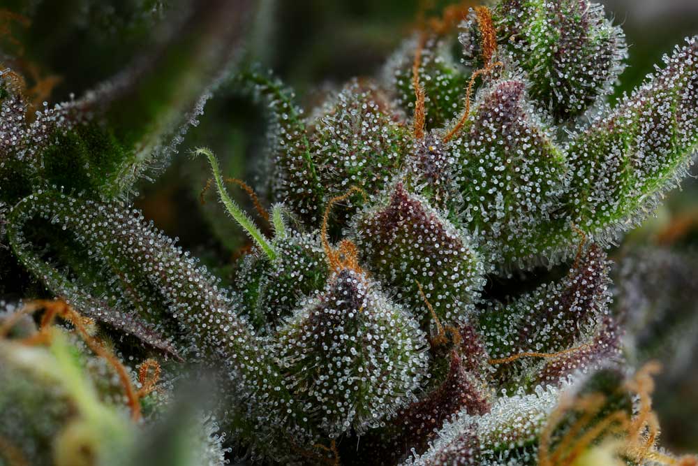 Close-up of a cannabis plant with trichomes on its surface