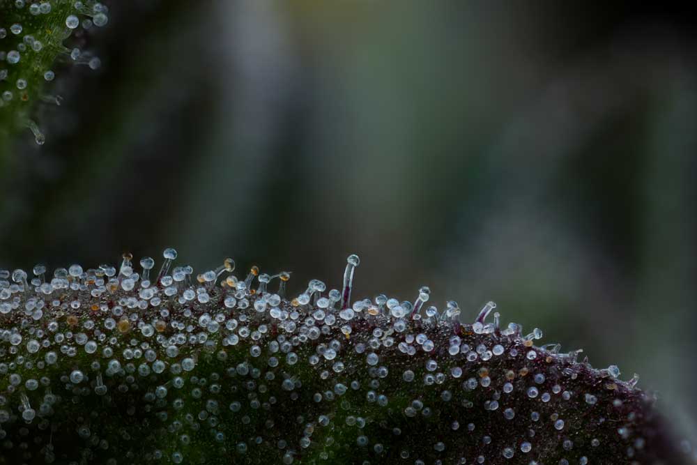 Close-up of a plant with small droplets on its surface
