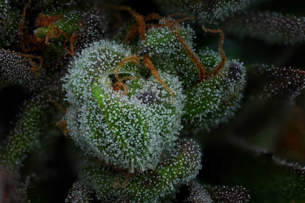 Close-up of a plant with frost on its surface