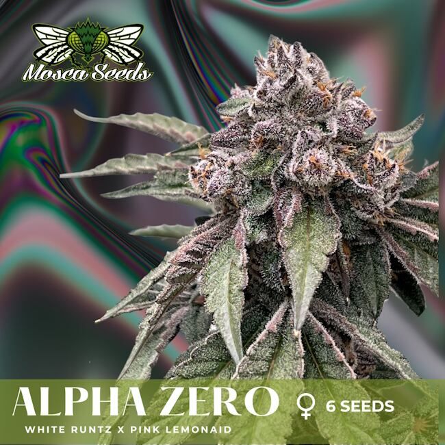 Seedling photo for Mosca Seeds Alpha Zero, showing a close-up of a female cannabis bud with frosty white trichomes and green leaves, with text overlays indicating 'White Runtz X Pink Lemonaid' and '6 Seeds'.