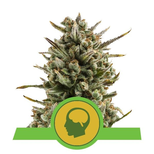 Close-up of a cannabis plant with a green logo featuring a silhouette of a head on a white background