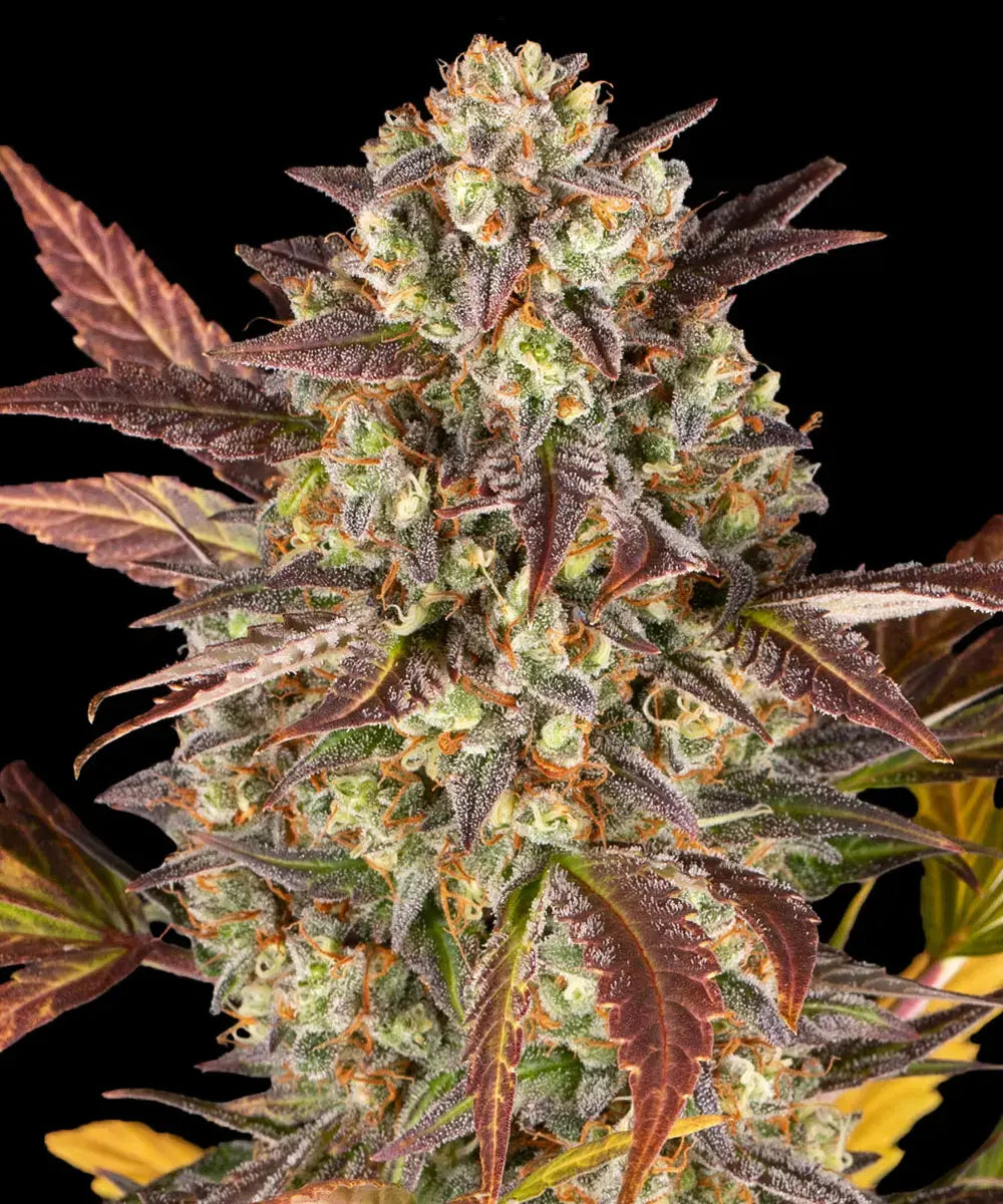 Amnesia Haze Auto - Barney's Farm