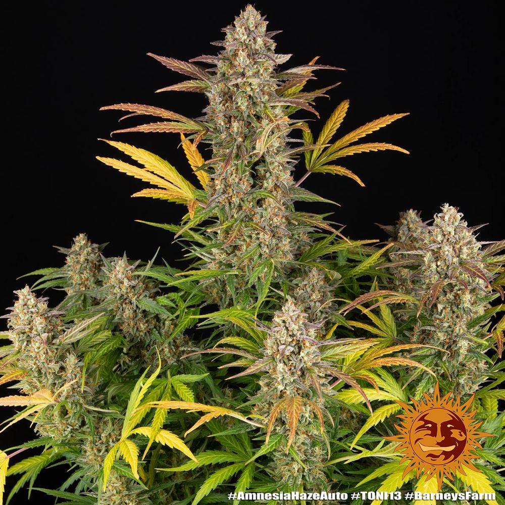 Amnesia Haze Auto - Barney's Farm