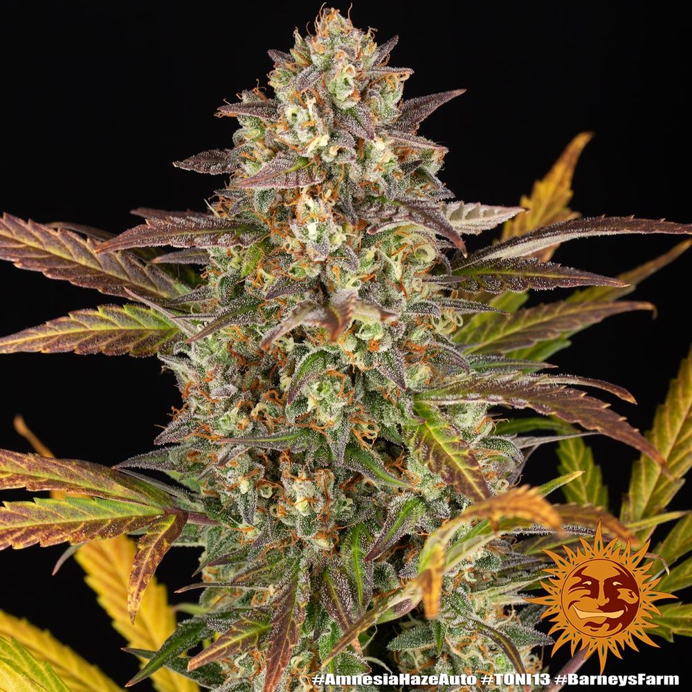 Amnesia Haze Auto - Barney's Farm