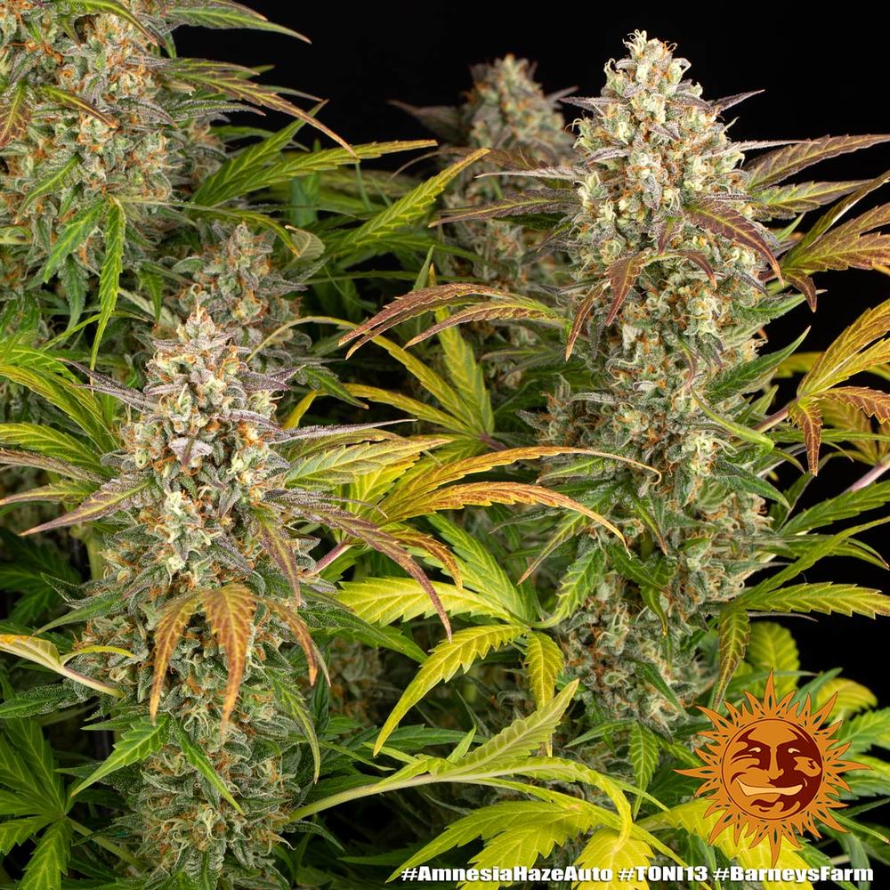 Amnesia Haze Auto - Barney's Farm