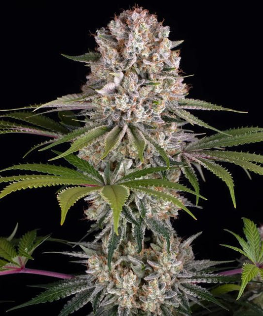 Close-up of a cannabis plant with a black background