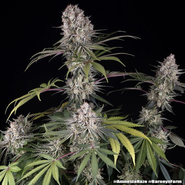 Cannabis plant with large buds on a black background