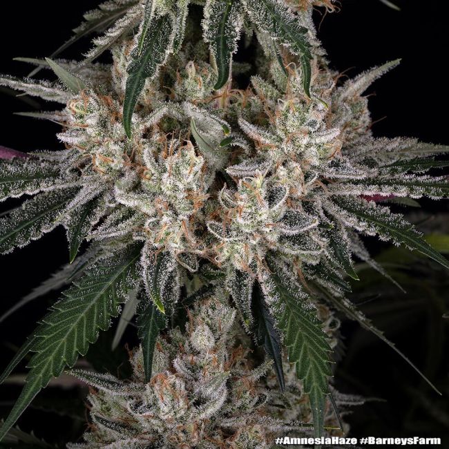 Close-up of a cannabis plant with frost on its leaves against a dark background