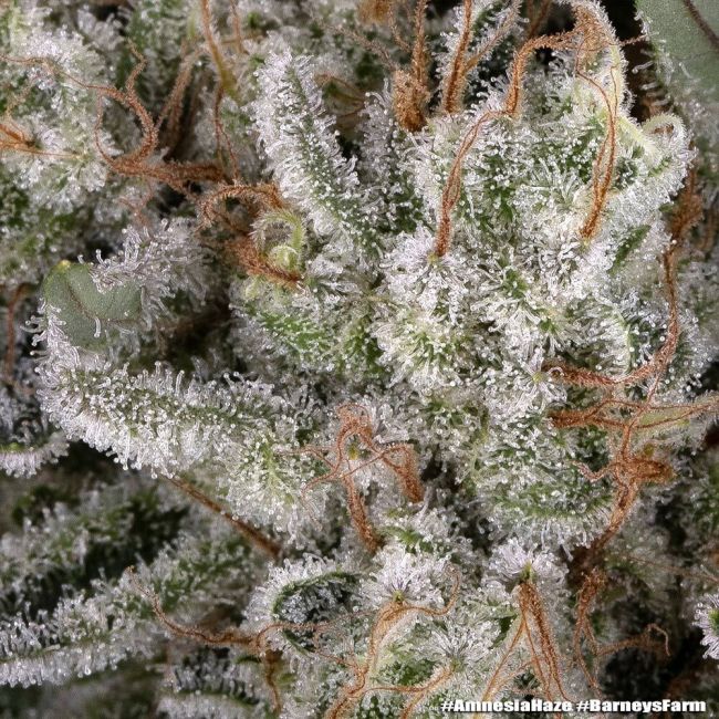 Close-up of frost-covered cannabis plant with 'Barney's Farm' branding.