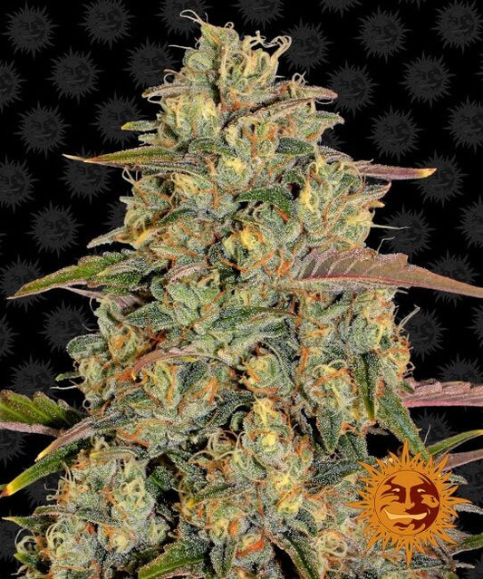 Amnesia Lemon - Barneys Farm