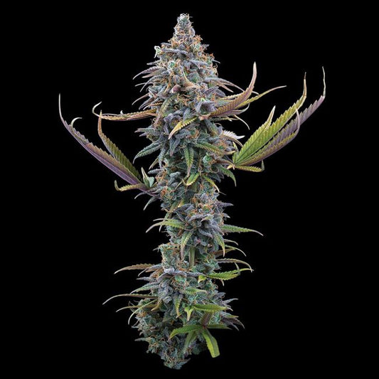 Apollo - Brothers Grimm Seeds