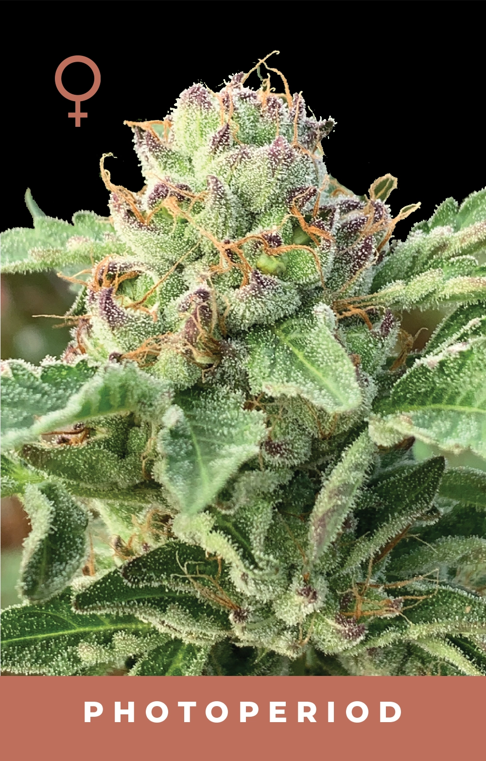 Close-up of a cannabis plant with visible trichomes and the word 'Photoperiod' on a black background.