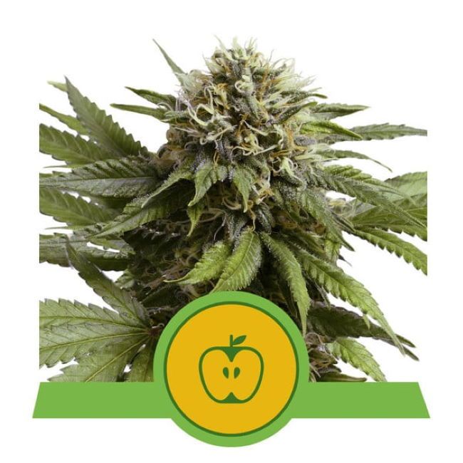 Cannabis plant with a green and yellow logo on a white background