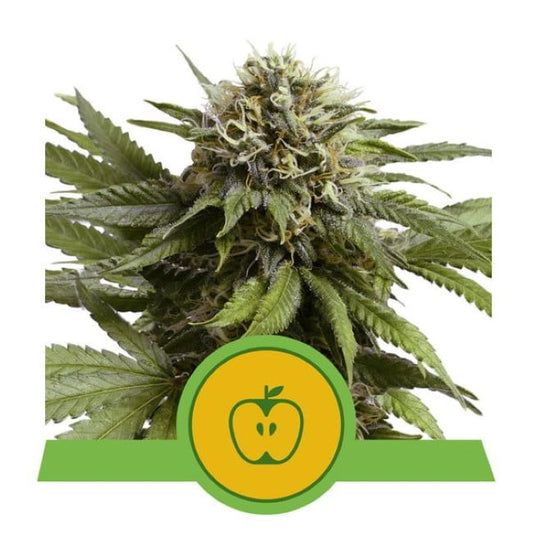Cannabis plant with a green and yellow logo on a white background
