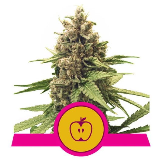 Cannabis plant with a pink and yellow logo featuring an apple on a white background