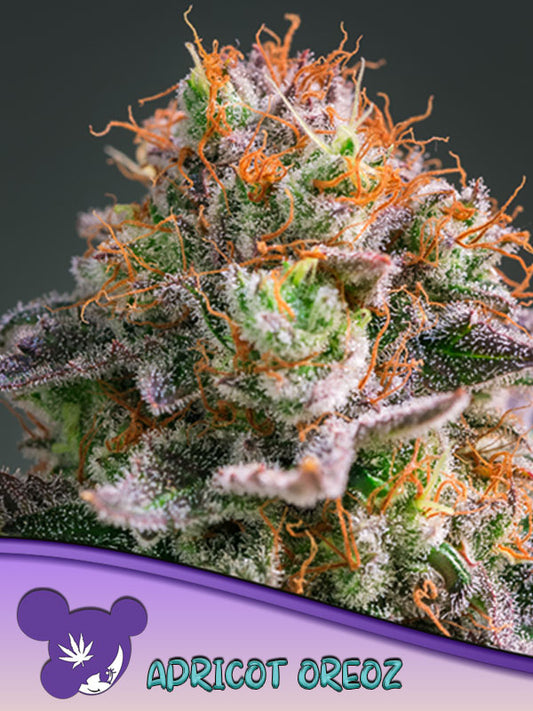 Closeup of a frosty green bud.