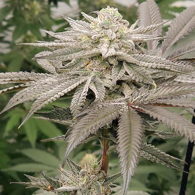 Close-up of a cannabis plant with frost on its leaves.