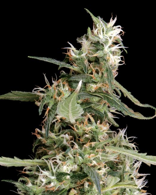 Close-up of a cannabis plant with a black background