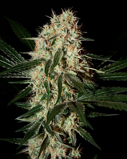 Close-up of a cannabis plant bud with a black background