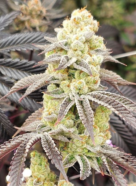 Close-up of a cannabis plant with frost on its leaves