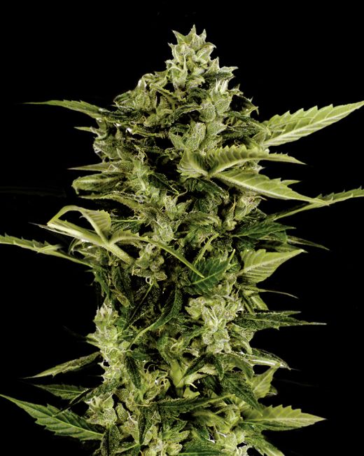 Close-up of a cannabis plant on a black background