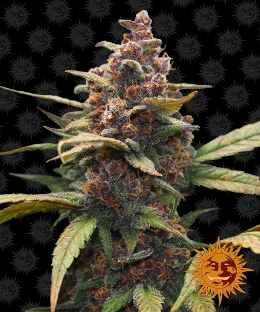Close-up of a cannabis plant with a dark background and a sun logo.