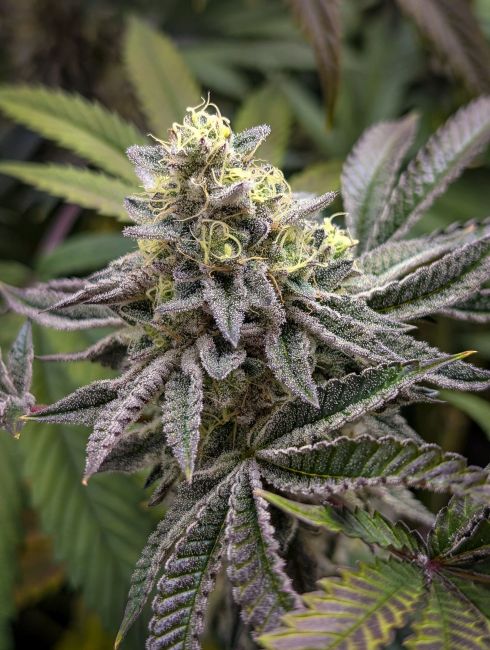 Close-up of a cannabis plant with green and purple leaves.