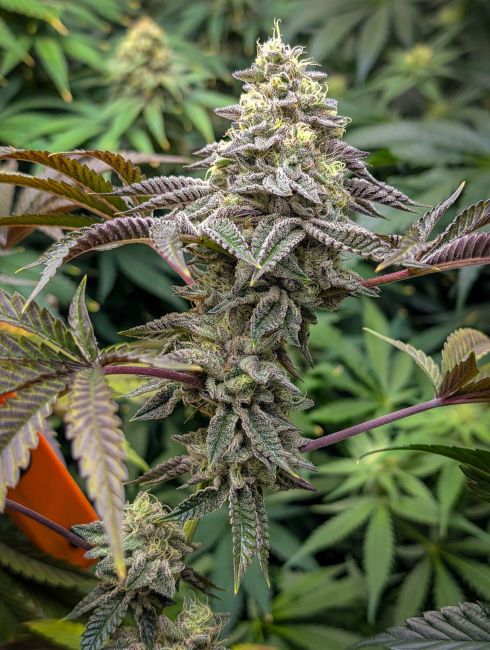 Close-up of a cannabis plant with green leaves and buds.