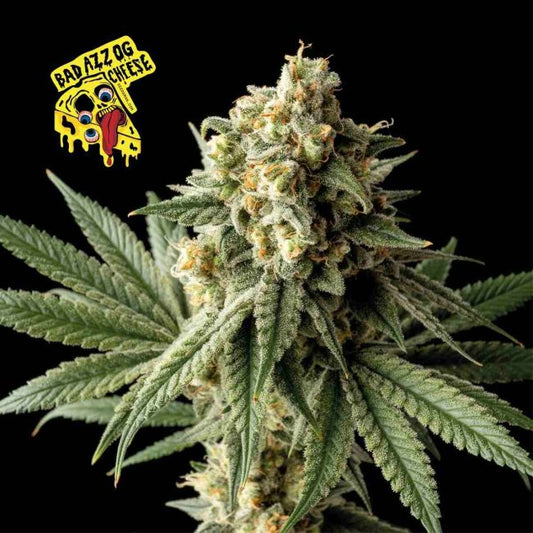 Close-up of a cannabis plant with 'Bad Azz OG Cheese' logo on a black background