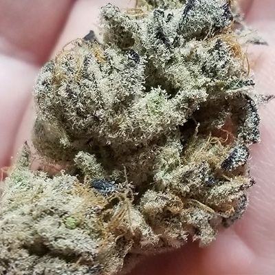 Close-up of a cannabis bud held between fingers