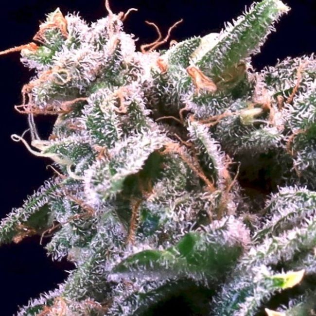 Close-up of a cannabis bud heavily coated with white trichomes, showing green leaves and orange pistils against a dark background.