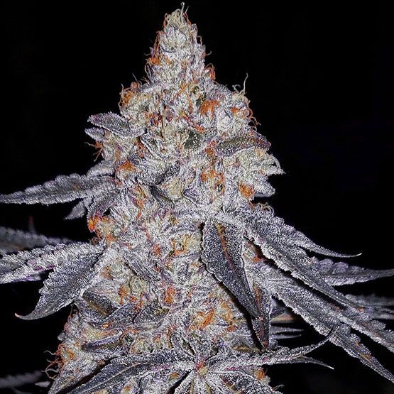 Banana Daddy R1 - Ethos Genetics