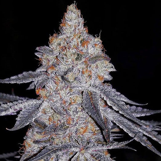 Close-up of a cannabis plant bud with a dark background