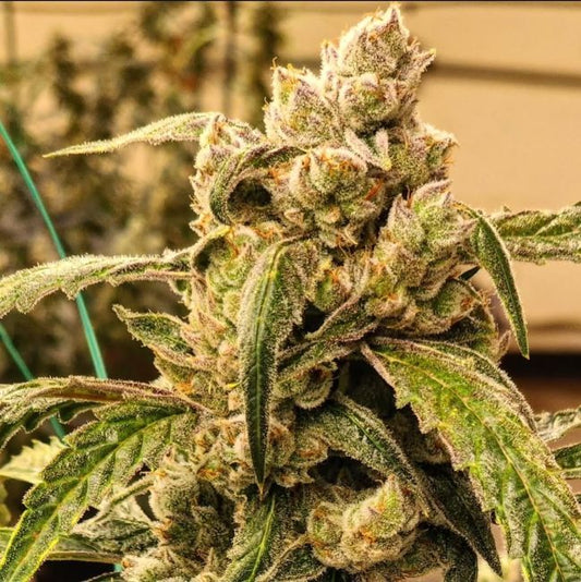 Ethos Strains Ethos Genetics – Strain Envy