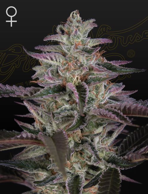 Close-up of a cannabis plant with a dark background