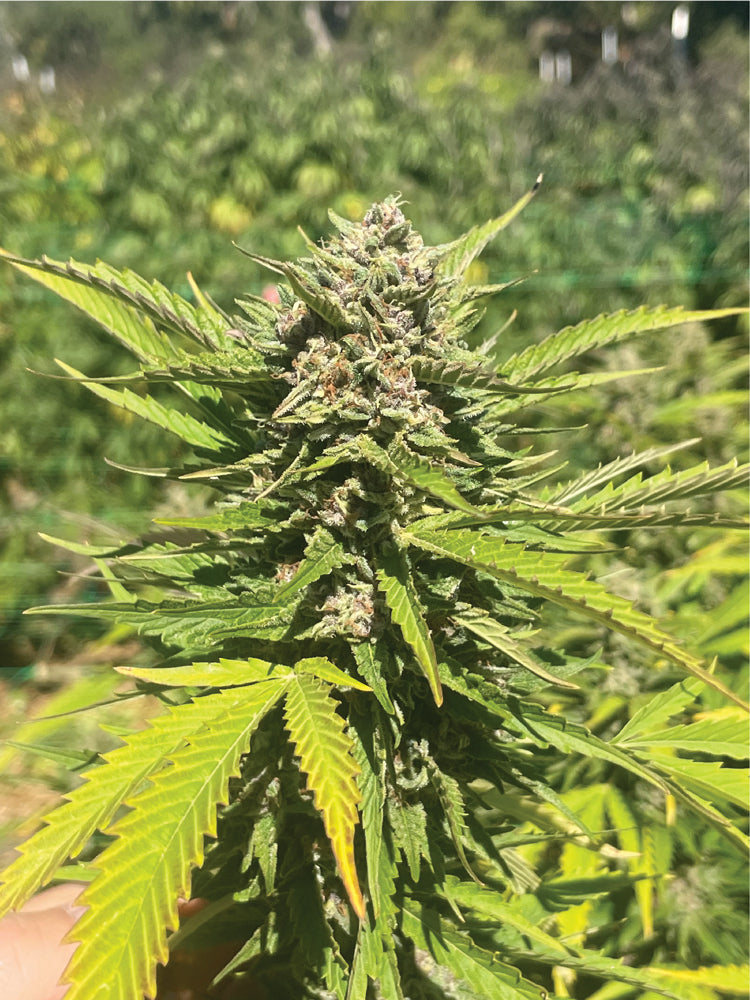 Cannabis plant with large green leaves and visible buds in an outdoor setting.