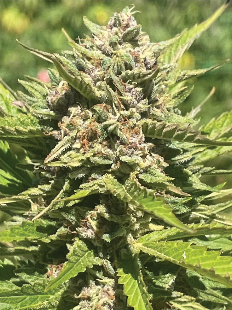 Close-up of a cannabis plant with green leaves and buds.
