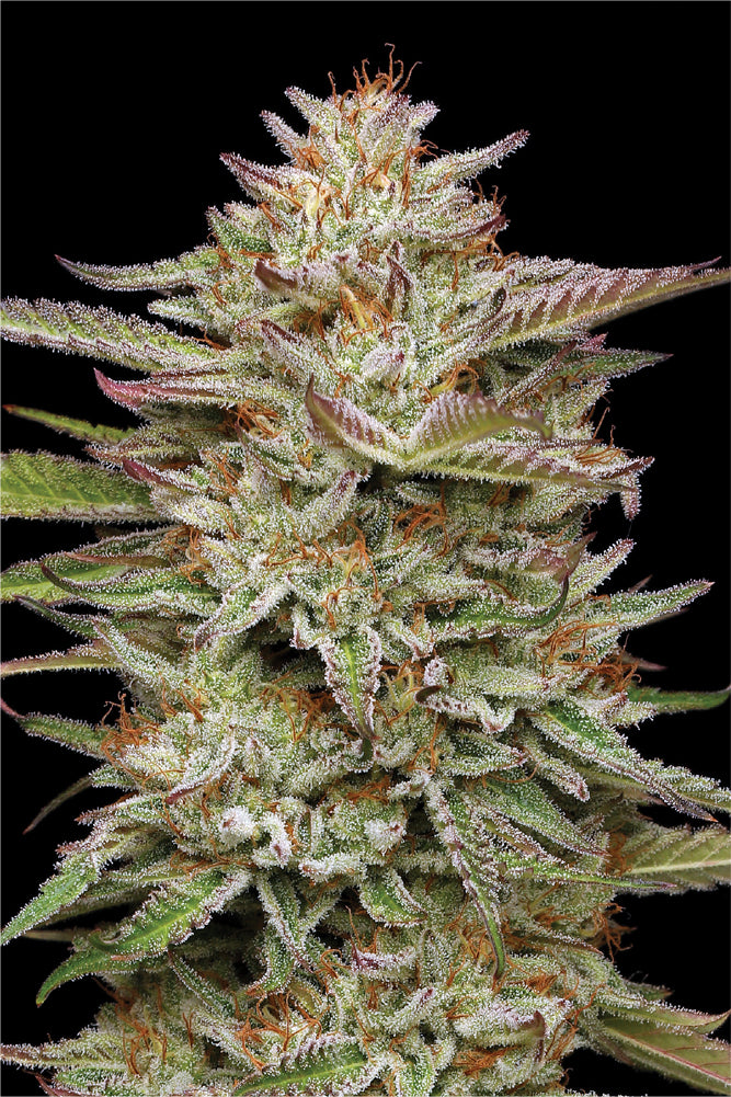 Close-up of a cannabis plant with a black background