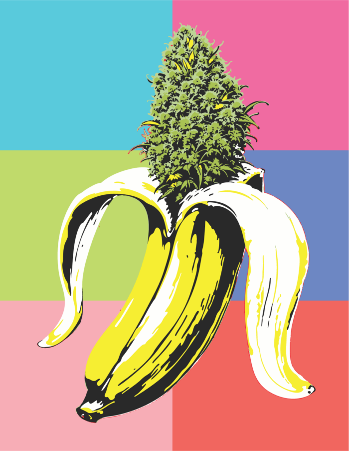 Illustration of a cannabis plant growing out of a banana on a multicolored background