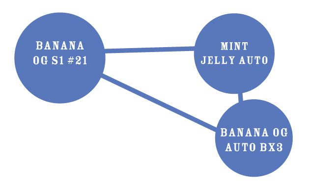 Diagram showing genetic relationships between 'Banana OG S1 #21', 'Mint Jelly Auto', and 'Banana OG Auto BX3' on a white background.