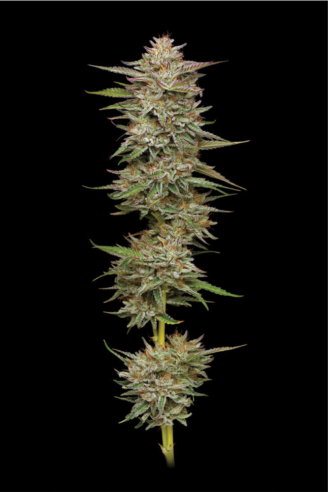 Close-up of a cannabis plant with a black background