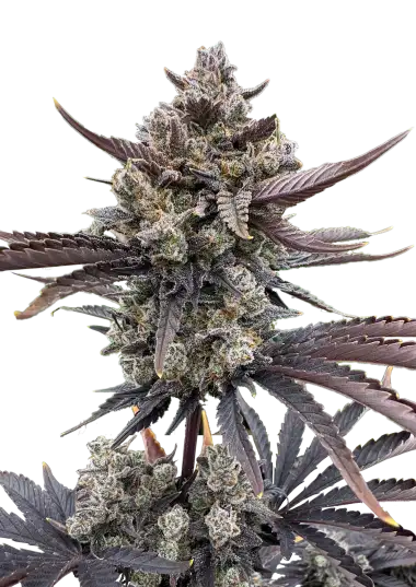 Close-up of a cannabis plant with dark green and purple leaves on a white background