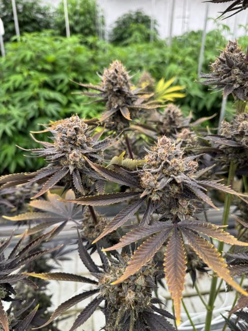 Close-up of cannabis plants with buds in a greenhouse setting
