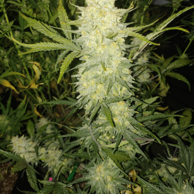 Close-up of a cannabis plant with green leaves and buds.
