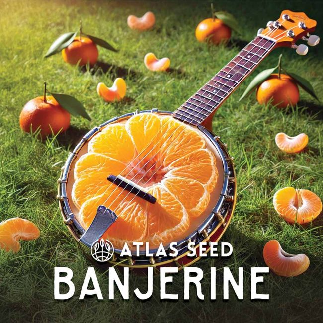 A novelty banjo-shaped product with a sliced orange design on the body, photographed outdoors on green grass with oranges and mandarin slices scattered around. The text 'ATLAS SEED BANJERINE' appears prominently at the bottom.